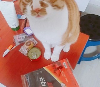한국 고양이 무료분양
