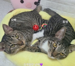 한국 고양이 무료분양