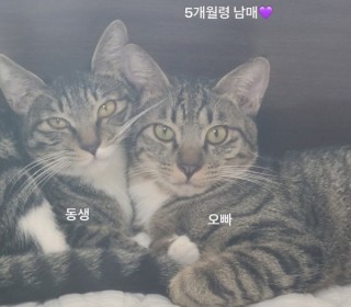한국 고양이 무료분양