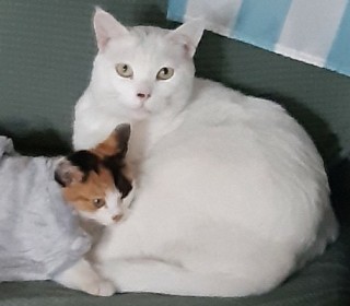 터키쉬앙고라 무료분양