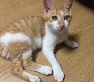 한국 고양이 무료분양