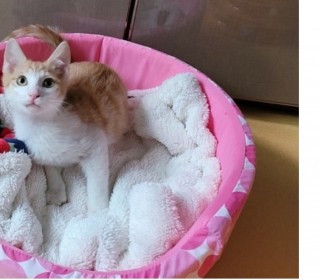한국 고양이 무료분양