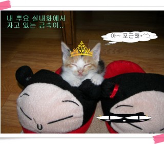 코리안숏헤어 무료분양