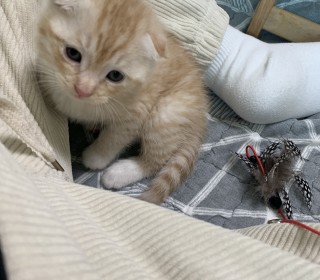 스코티쉬 폴드 무료분양