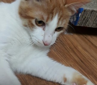 한국 고양이 무료분양