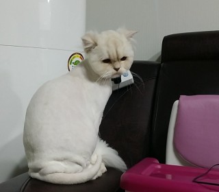 페르시안 무료분양
