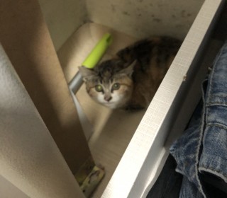 한국 고양이 무료분양