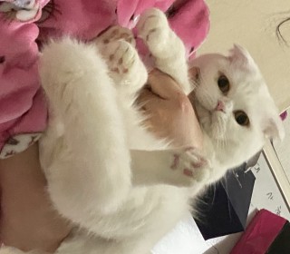 스코티쉬 폴드 무료분양