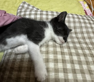 한국 고양이 무료분양
