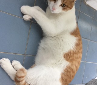 한국 고양이 무료분양