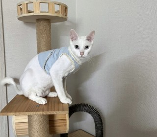 터키쉬앙고라 무료분양