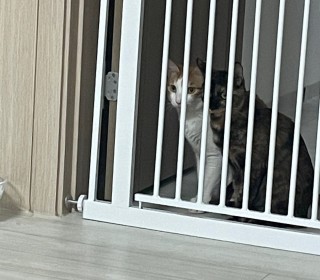한국 고양이 무료분양