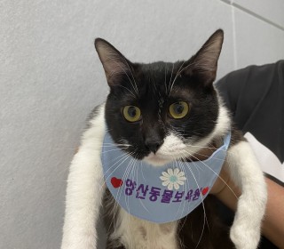 한국 고양이 무료분양