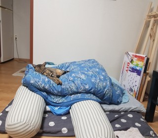 한국 고양이 무료분양