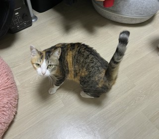 한국 고양이 무료분양