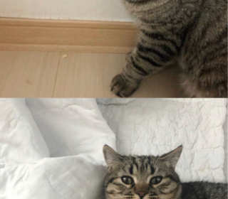 한국 고양이 무료분양