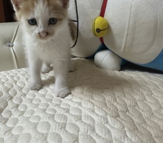 한국 고양이 무료분양