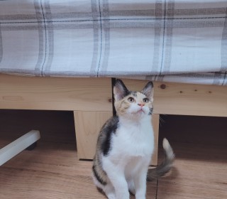 한국 고양이 무료분양