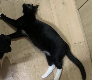 한국 고양이 무료분양