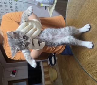 한국 고양이 무료분양
