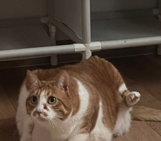 한국 고양이 무료분양