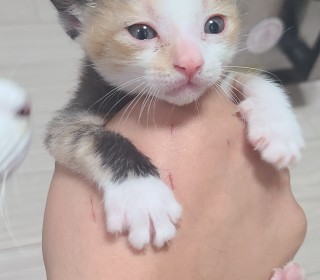 한국 고양이 무료분양