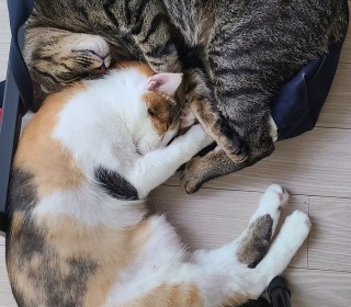 한국 고양이 무료분양