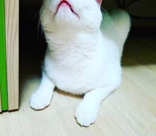 터키쉬앙고라 무료분양