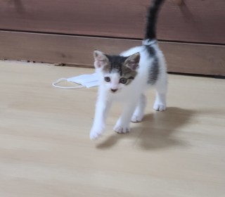 한국 고양이 무료분양