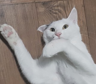 한국 고양이 무료분양