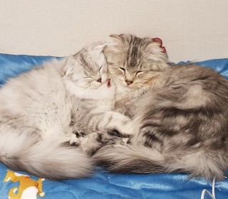 스코티쉬 폴드 무료분양