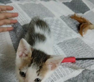 한국 고양이 무료분양