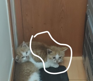 한국 고양이 무료분양