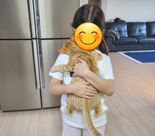 한국 고양이 무료분양