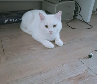 터키쉬앙고라 무료분양
