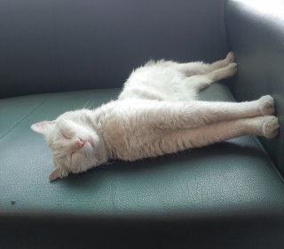 기타 무료분양