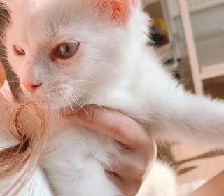 렉돌 무료분양