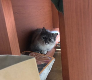 기타 무료분양
