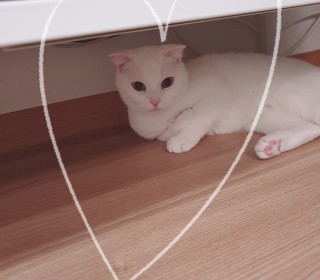 스코티쉬 폴드 무료분양
