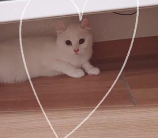 기타 무료분양