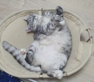 한국 고양이 무료분양