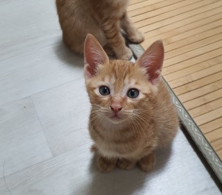 한국 고양이 무료분양