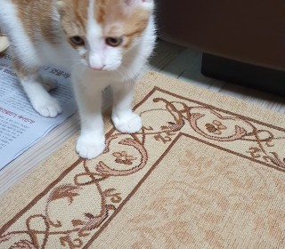 한국 고양이 무료분양