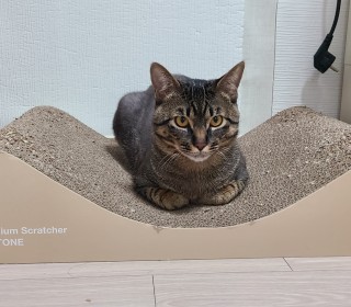 한국 고양이 무료분양
