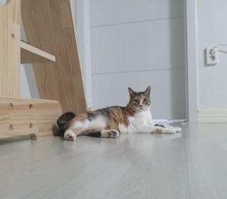 한국 고양이 무료분양