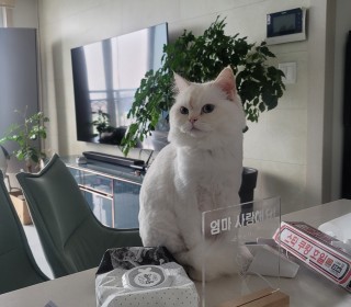 페르시안 무료분양
