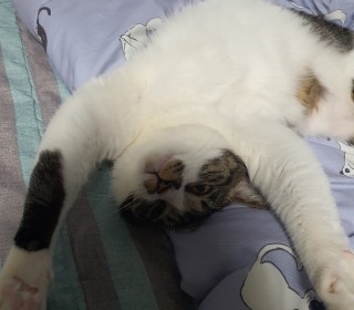 한국 고양이 무료분양