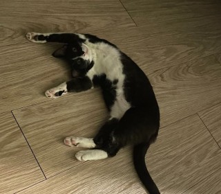 한국 고양이 무료분양
