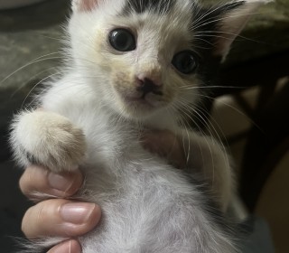 한국 고양이 무료분양