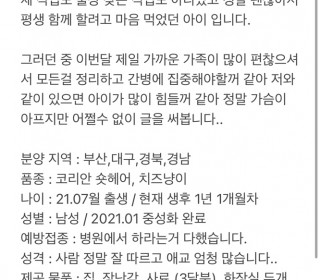한국 고양이 무료분양